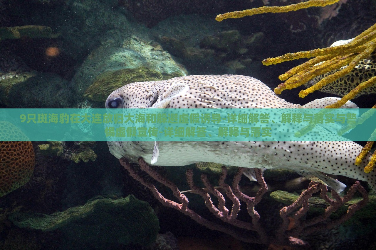 9只斑海豹在大连放归大海和躲避虚假诱导-详细解答、解释与落实与警惕虚假宣传-详细解答、解释与落实