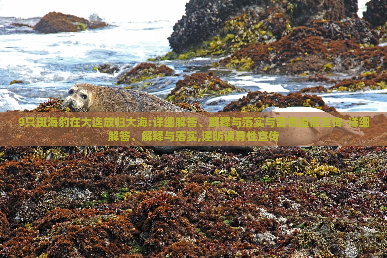 9只斑海豹在大连放归大海:详细解答、解释与落实与警惕虚假宣传-详细解答、解释与落实,谨防误导性宣传