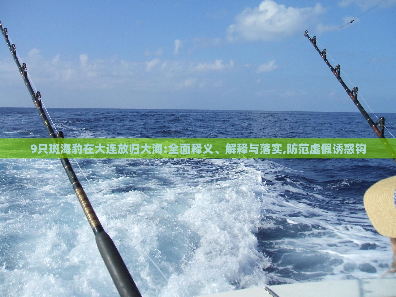 9只斑海豹在大連放歸大海:全面釋義、解釋與落實(shí),防范虛假誘惑鉤