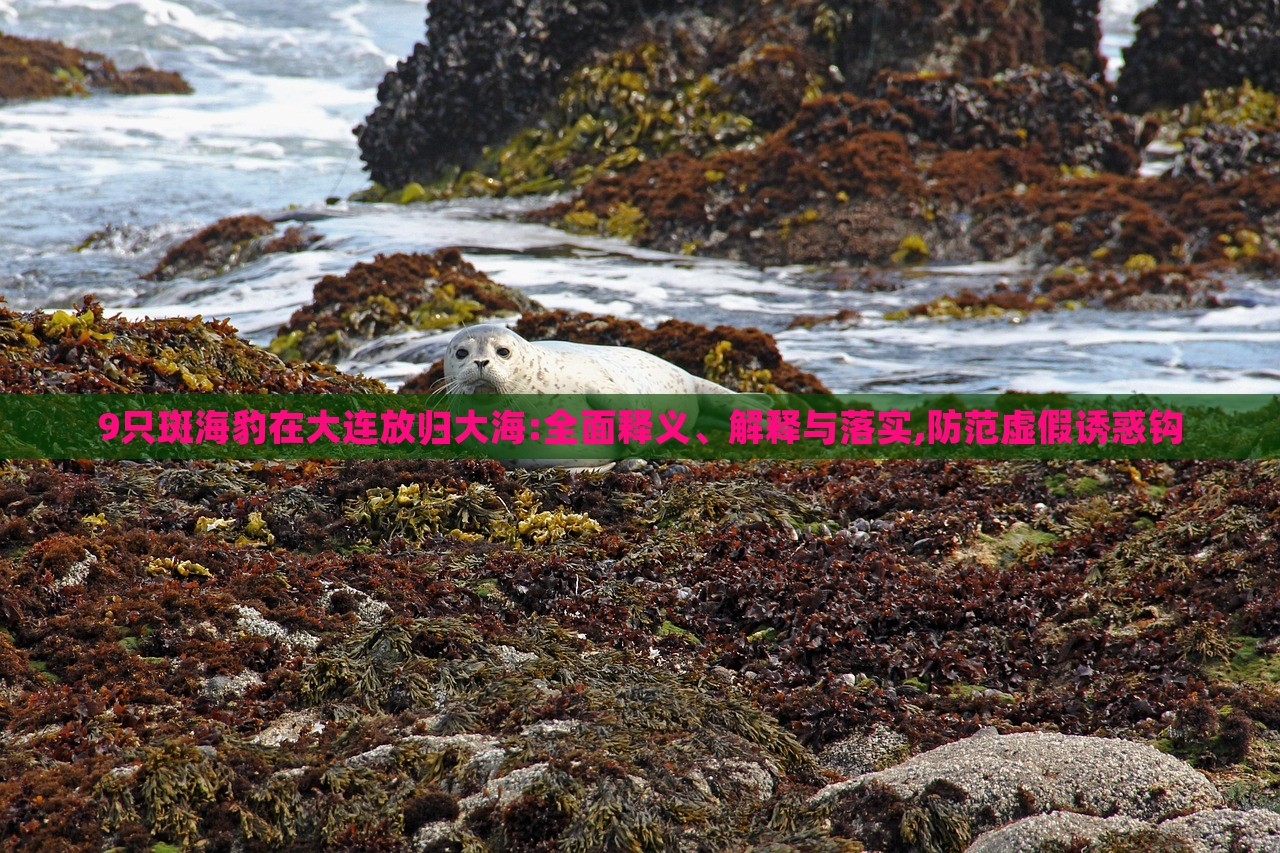 9只斑海豹在大連放歸大海:全面釋義、解釋與落實(shí),防范虛假誘惑鉤