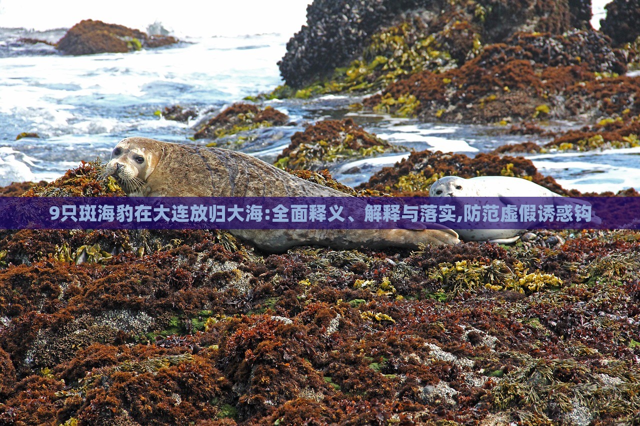 9只斑海豹在大連放歸大海:全面釋義、解釋與落實(shí),防范虛假誘惑鉤