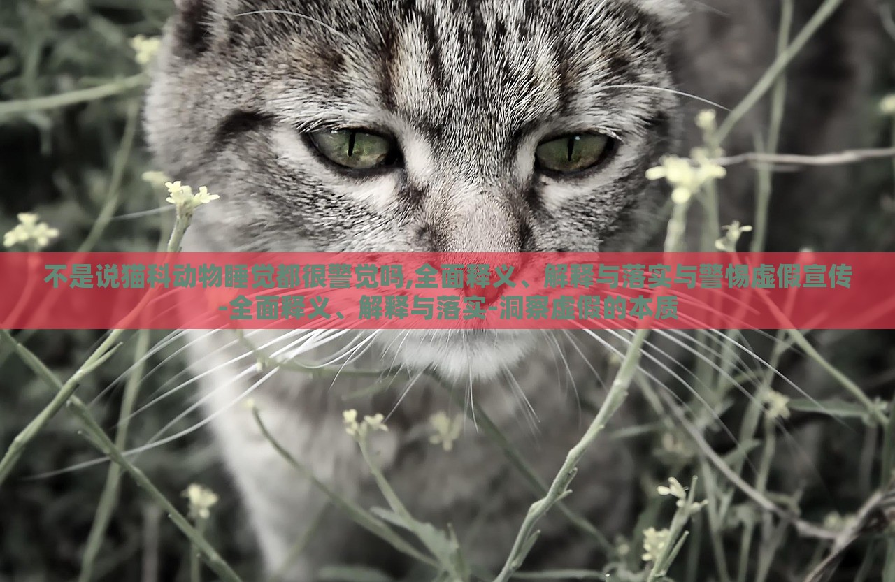 不是说猫科动物睡觉都很警觉吗,全面释义、解释与落实与警惕虚假宣传-全面释义、解释与落实-洞察虚假的本质