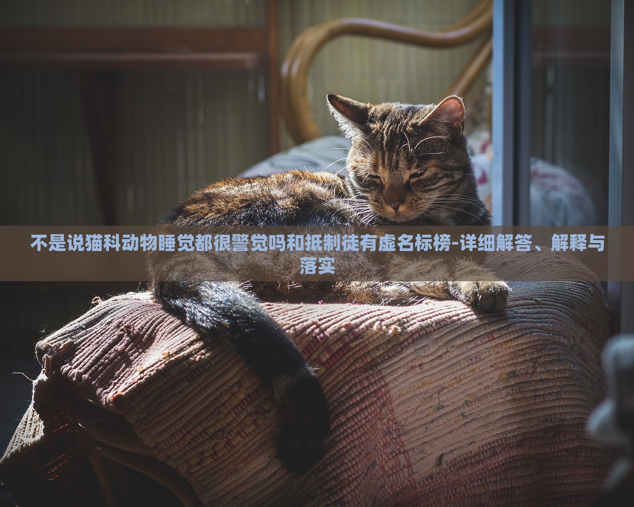 不是說(shuō)貓科動(dòng)物睡覺(jué)都很警覺(jué)嗎和抵制徒有虛名標(biāo)榜-詳細(xì)解答、解釋與落實(shí) 不是說(shuō)貓科動(dòng)物睡覺(jué)都很警覺(jué)嗎和抵制徒有虛名標(biāo)榜-詳細(xì)解答、解釋與落實(shí)