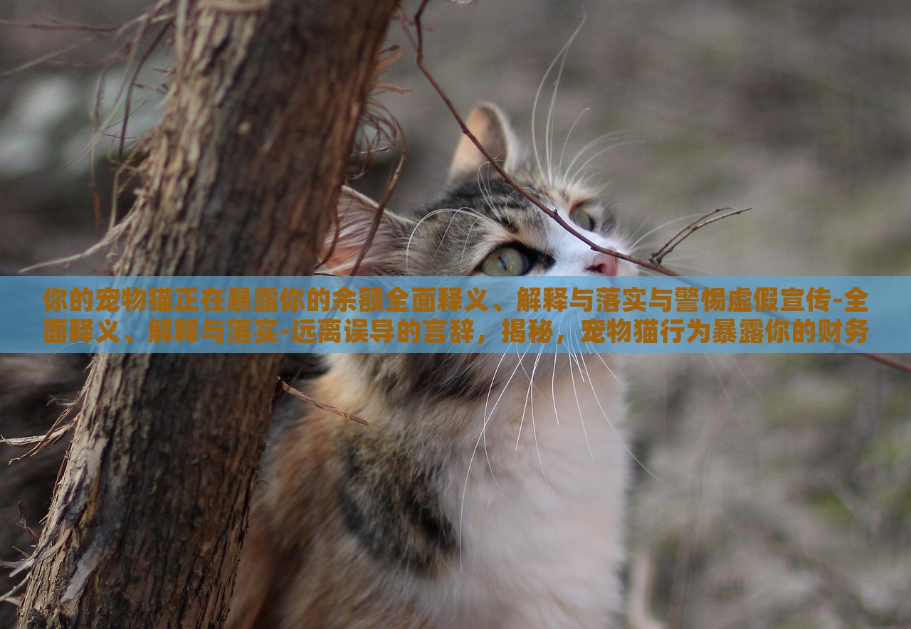 你的宠物猫正在暴露你的余额全面释义、解释与落实与警惕虚假宣传-全面释义、解释与落实-远离误导的言辞，揭秘，宠物猫行为暴露你的财务秘密，警惕虚假宣传陷阱