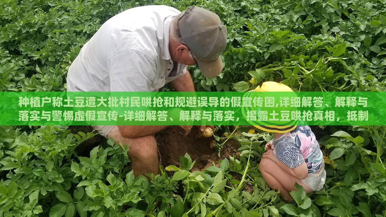 种植户称土豆遭大批村民哄抢和规避误导的假宣传困,详细解答、解释与落实与警惕虚假宣传-详细解答、解释与落实，揭露土豆哄抢真相，抵制虚假宣传，守护种植户权益