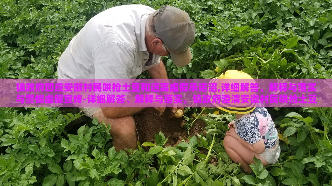 镇政府回应安徽村民哄抢土豆和远离虚假承诺沼,详细解答、解释与落实与警惕虚假宣传-详细解答、解释与落实，镇政府澄清安徽村民哄抢土豆事件，揭秘虚假承诺真相与防范宣传误导