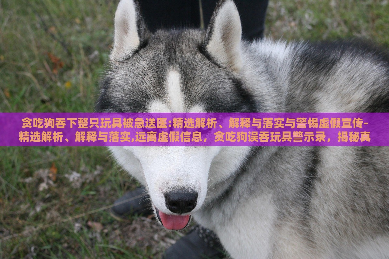 贪吃狗吞下整只玩具被急送医:精选解析、解释与落实与警惕虚假宣传-精选解析、解释与落实,远离虚假信息，贪吃狗误吞玩具警示录，揭秘真相与抵制虚假宣传