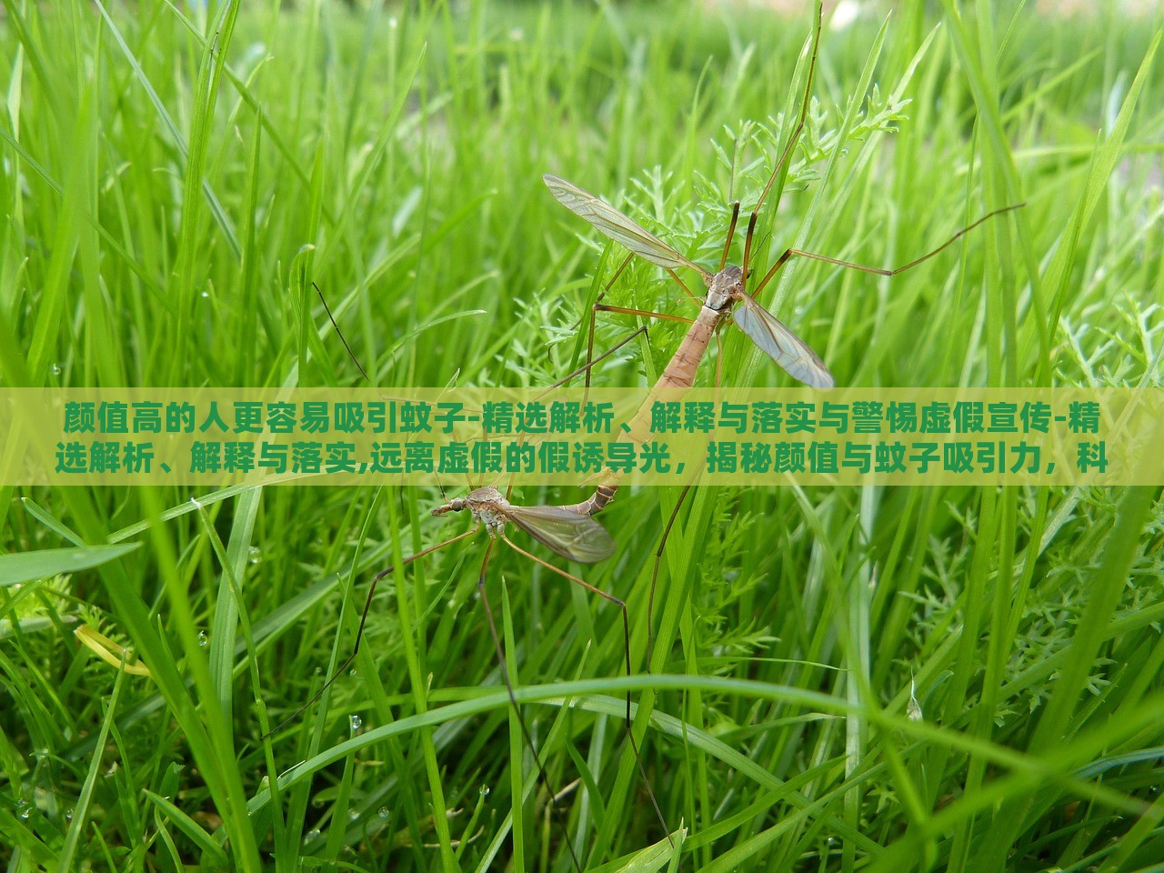 颜值高的人更容易吸引蚊子-精选解析、解释与落实与警惕虚假宣传-精选解析、解释与落实,远离虚假的假诱导光，揭秘颜值与蚊子吸引力，科学真相与虚假宣传警示